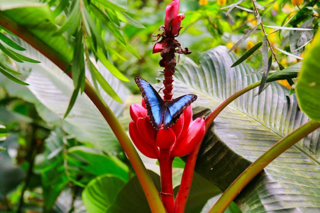 Hotel Ficus - Monteverde Exterior photo